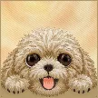 Nimmy Big Eyed Lying Teddy Poodle MagSafe iPhone 18 Pro / 17 Pro tok, barna